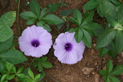 Ipomoea cairica